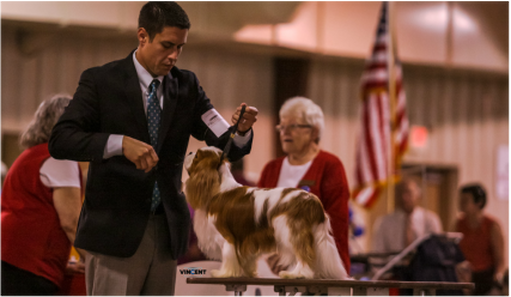 Picture robbie on table AKC dog show