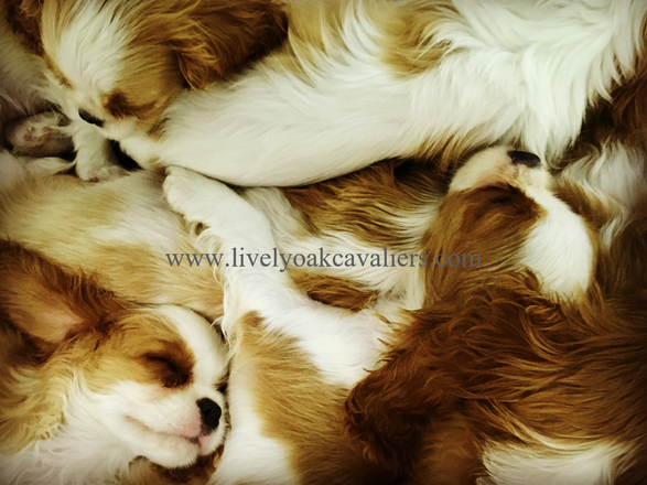 Picture Blenheim Cavalier King Charles Puppies