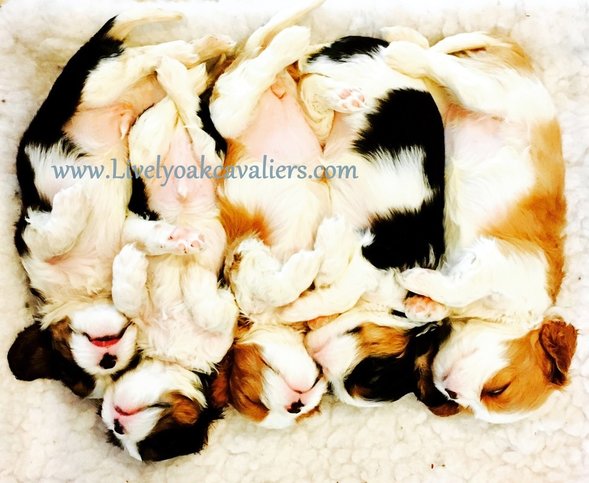 Picture Tri color and blenheim king charles cavalier puppies 